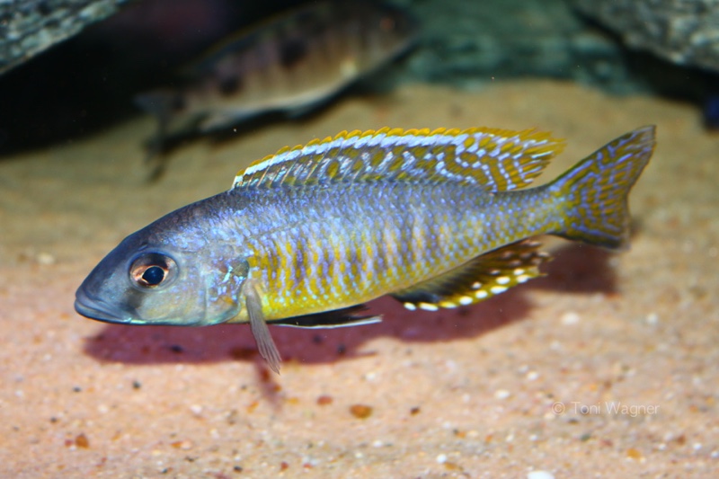 Stigmatochromis sp. 'pleurospilus mdoka' Mdoka